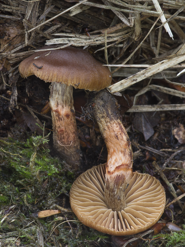 Cortinarius hinnuleoarmillatus